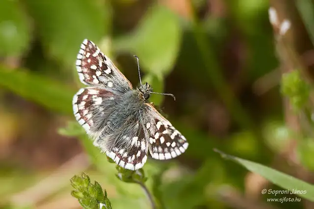 Pyrgus malvae - kis busalepke