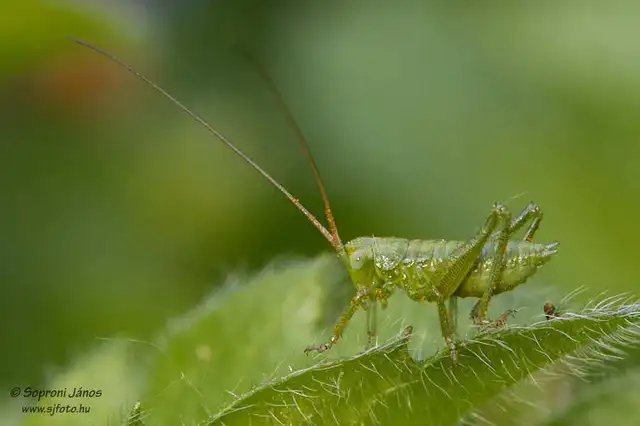 Tettigonia