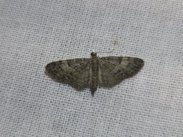 Eupithecia dodoneata - tölgy-törpearaszoló