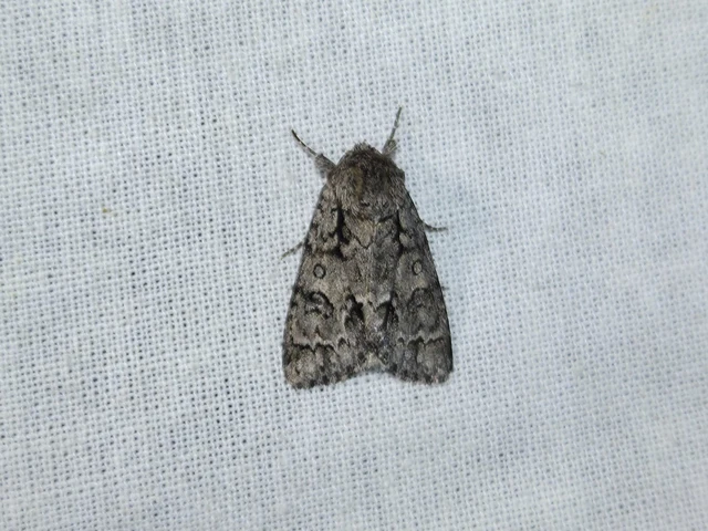 Acronicta auricoma - aranyos szigonyosbagoly
