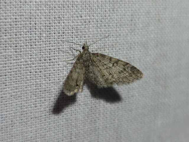 Eupithecia dodoneata - tölgy-törpearaszoló