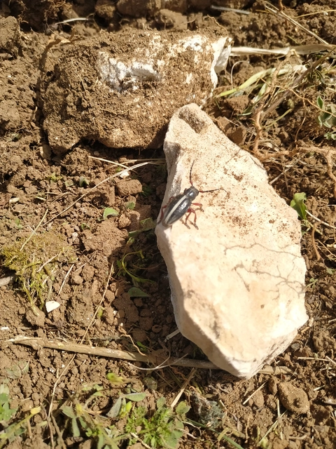 Dorcadion pedestre - kétsávos gyalogcincér