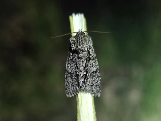 Acronicta rumicis - sóska-szigonyosbagoly