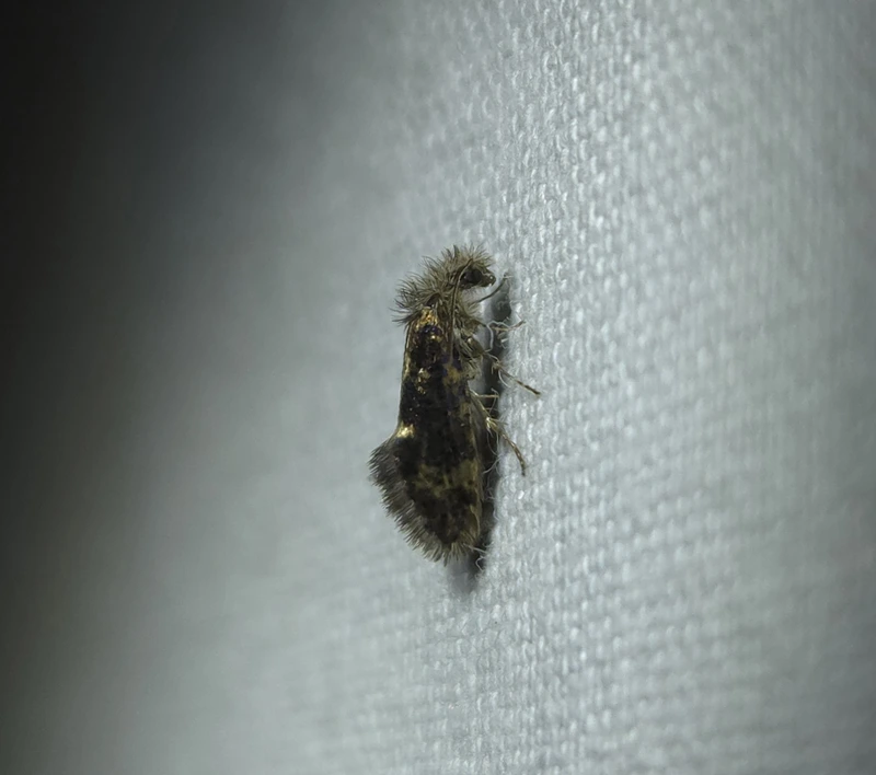 Dyseriocrania subpurpurella - tölgyaknázó ősmoly