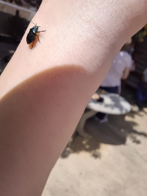 Zicrona caerulea - acélkék poloska Zicrona caerulea - acélkék poloska