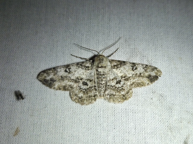 Ascotis selenaria - holdas faaraszoló