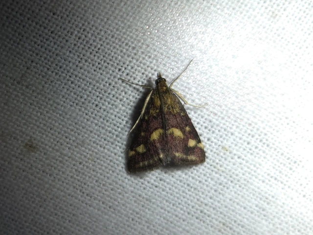 Pyrausta