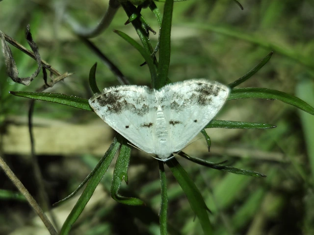 Lomographa temerata - foltos fehéraraszoló