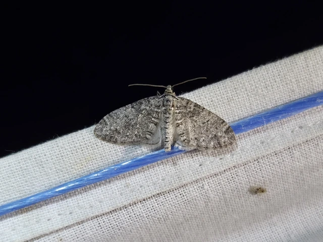 Lobophora halterata - szárnyfüggelékes araszoló
