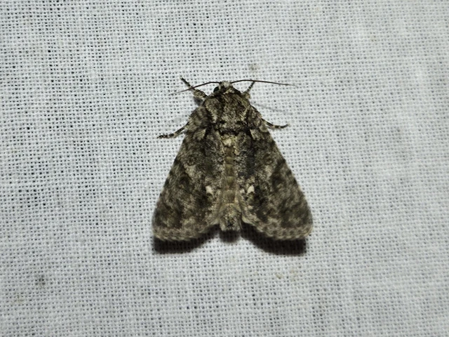 Acronicta rumicis - sóska-szigonyosbagoly