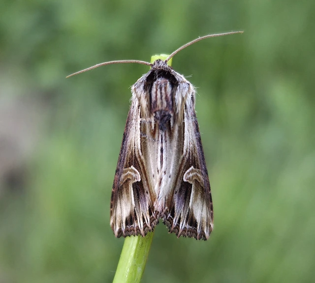 Actinotia polyodon - nagy sugarasbagoly
