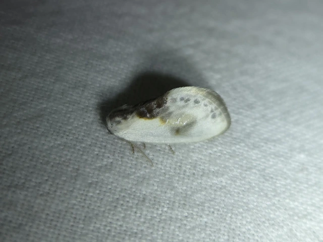 Cilix glaucata - törpe sarlósszövő