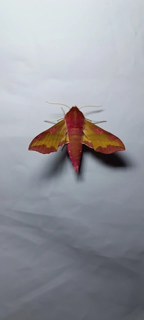 Deilephila porcellus - piros szender