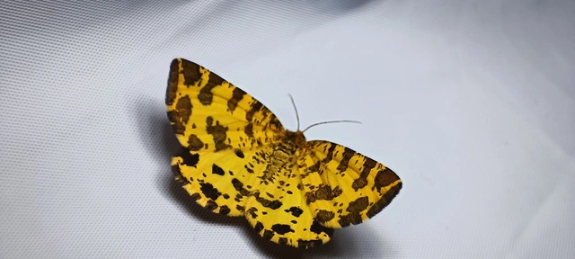 Pseudopanthera macularia - párducfoltos araszoló