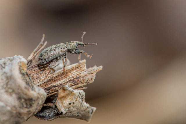 Dorytomus