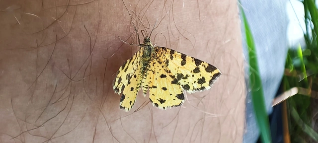 Pseudopanthera macularia - párducfoltos araszoló