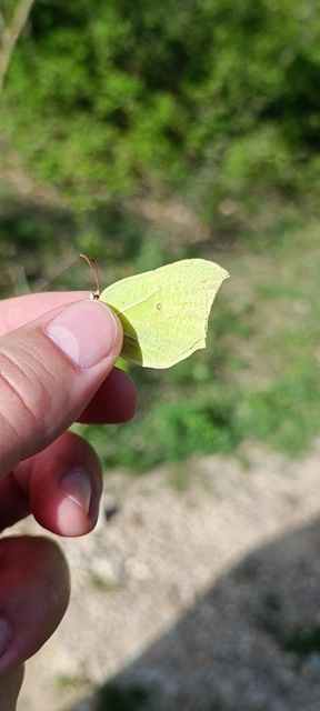 Gonepteryx rhamni - citromlepke