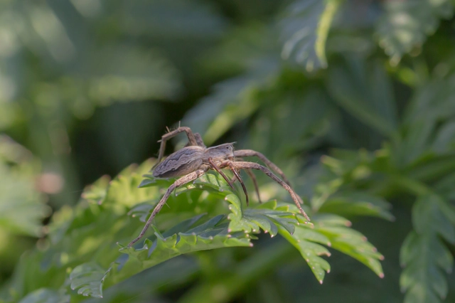 Pisaura mirabilis - csodáspók