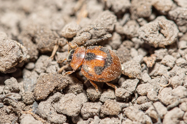 Cynegetis impunctata - pázsitfűböde