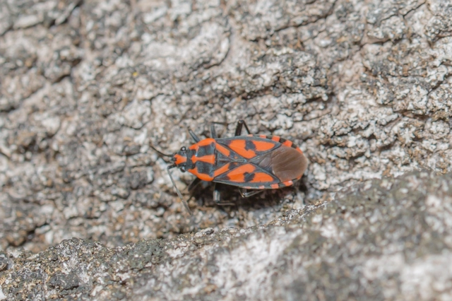 Spilostethus saxatilis - virágbodobács