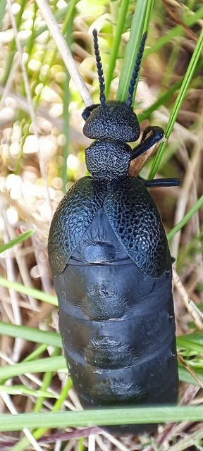 Meloe cicatricosus - óriásnünüke