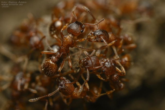 Myrmica gallienii - mocsári bütyköshangya