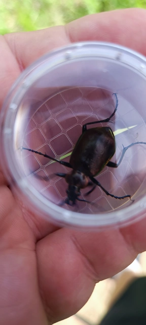 Calosoma inquisitor - kis bábrabló