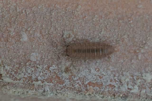 Isopoda - Ászkarákok