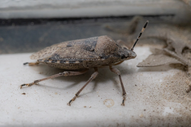 Rhaphigaster nebulosa - bencepoloska