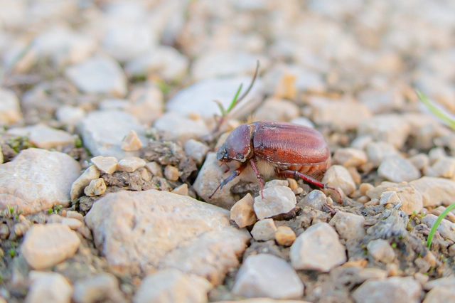 Holochelus aequinoctialis - tavaszeleji cserebogár