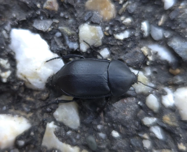 Ablattaria laevigata - sima csigarabló