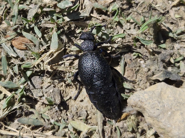Meloe cicatricosus - óriásnünüke