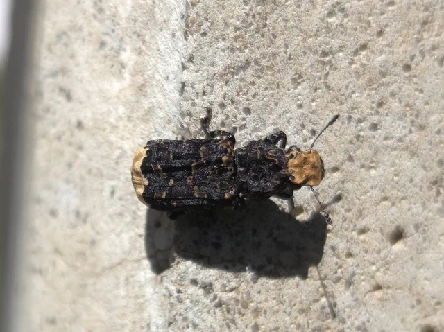 Platyrhinus resinosus - nagy orrosbogár