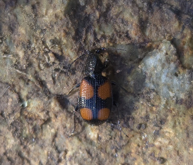 Panagaeus bipustulatus - kis keresztesfutó