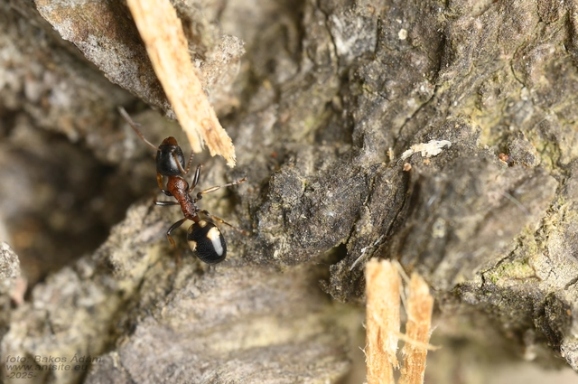 Dolichoderus quadripunctatus - négypettyes erdeihangya