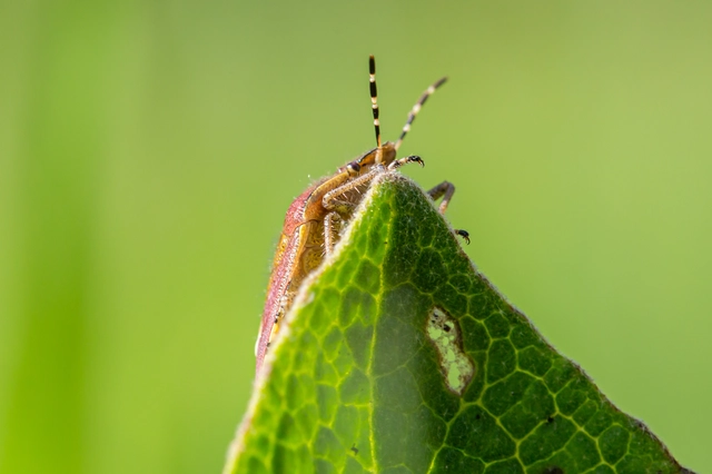 Dolycoris baccarum - közönséges bogyómászó-poloska Dolycoris baccarum - közönséges bogyómászó-poloska