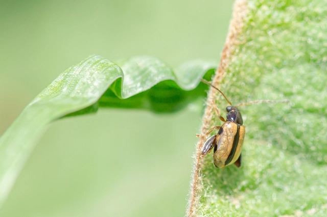 Longitarsus
