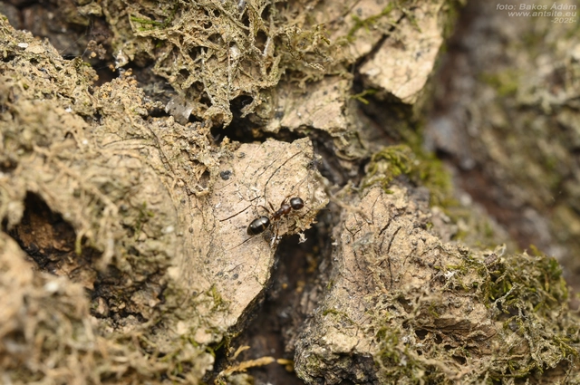 Colobopsis truncata - kapushangya