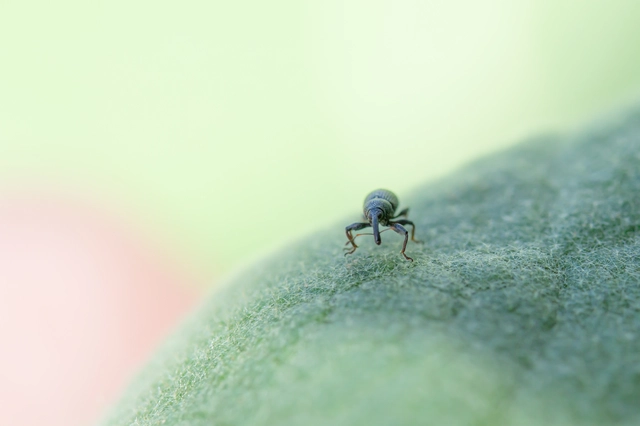Anthonomus rubripes - pimpó-bimbólikasztó Anthonomus rubripes - pimpó-bimbólikasztó