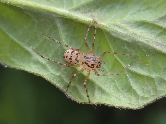 Scytodes thoracica - közönséges csupaszpók