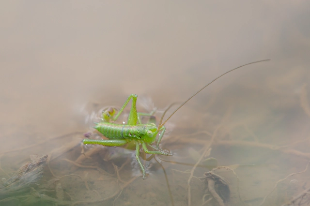 Tettigonia