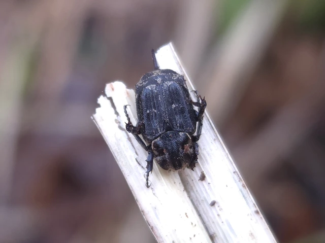 Valgus hemipterus - suta virágbogár