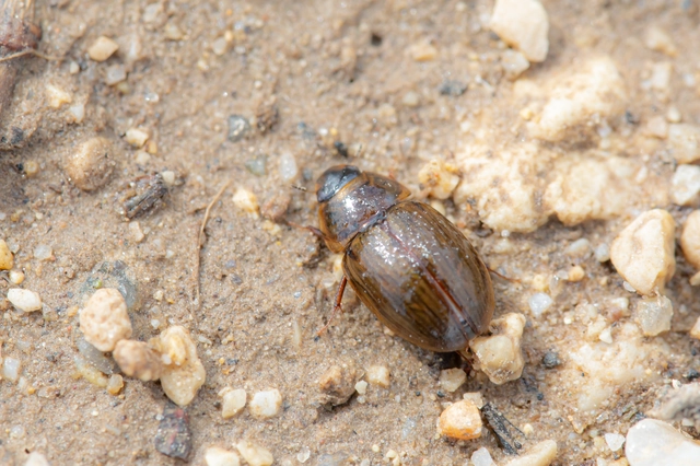 Hydrophilidae - csiborfélék