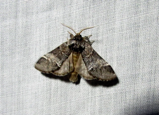 Drymonia dodonea - bélyeges púposszövő