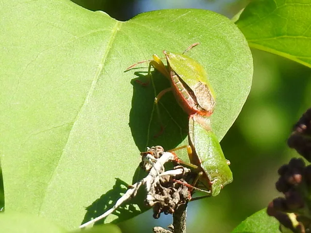 Palomena prasina - zöld bogyómászó-poloska Palomena prasina - zöld bogyómászó-poloska