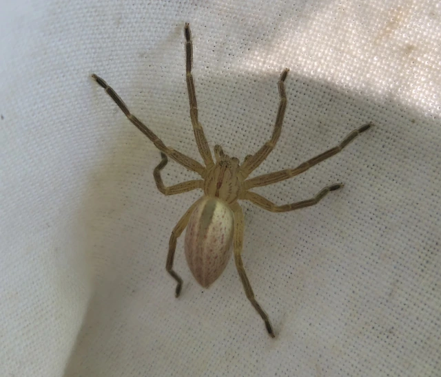 Micrommata virescens - hunyópók