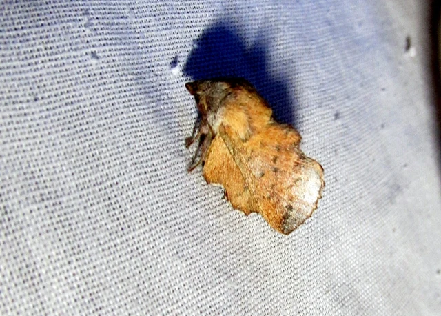 Phyllodesma tremulifolia - nyárlevélpohók