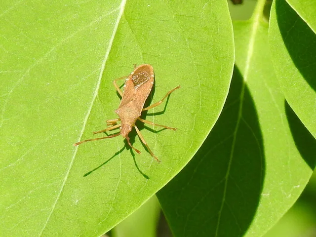 Gonocerus acuteangulatus - aranypetés karimáspoloska