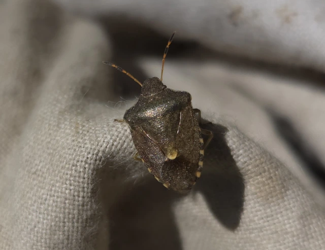 Peribalus strictus - tavaszi címerespoloska Peribalus strictus - tavaszi címerespoloska