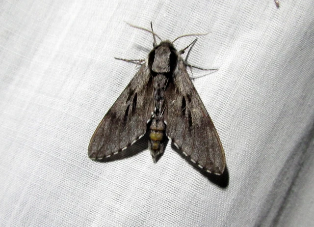 Hyloicus pinastri - fenyőszender